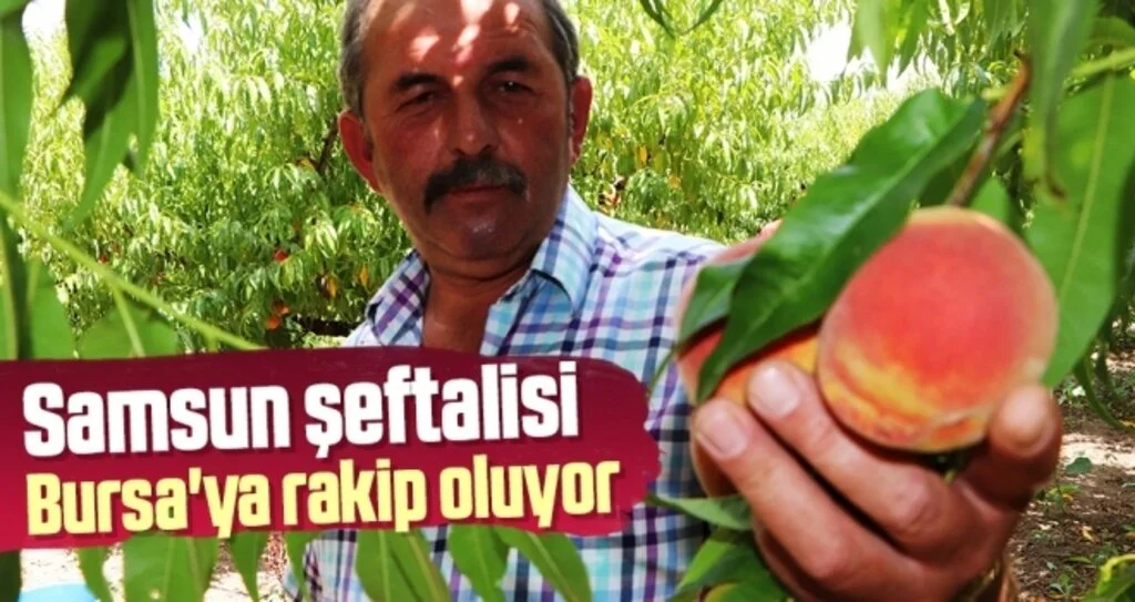Samsun Şeftalisi Bursa'ya Rakip Oluyor