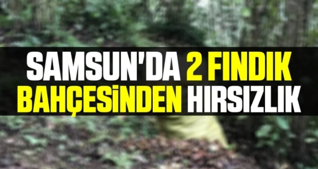 Samsun'da Fındık bahçesinden 1 ton 100 kilo fındık çalındı