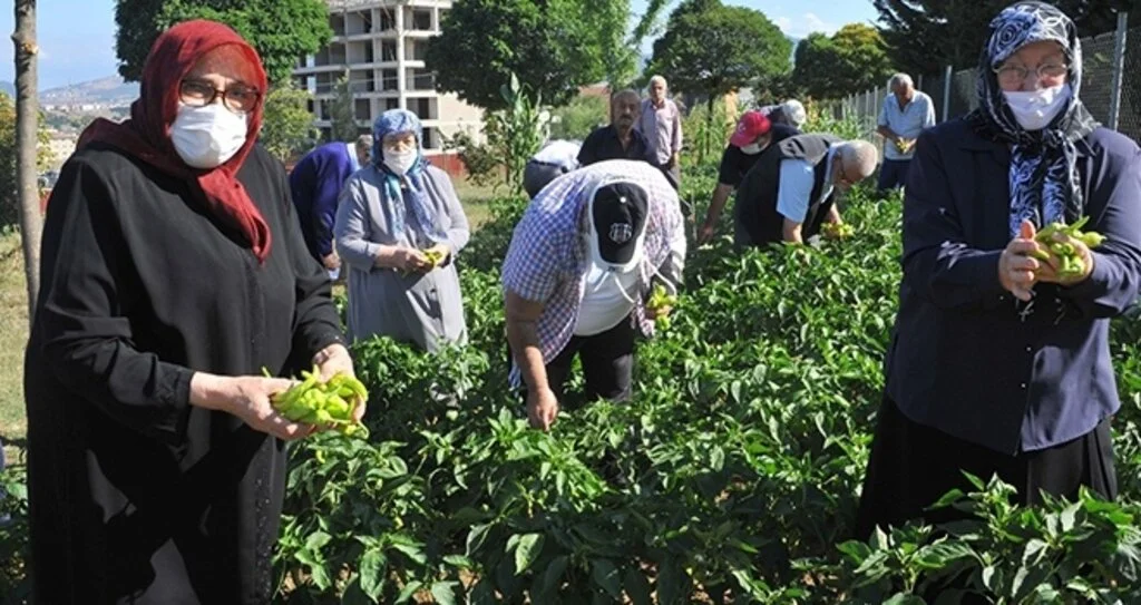 Samsun'da Huzurevinde hasat zamanı