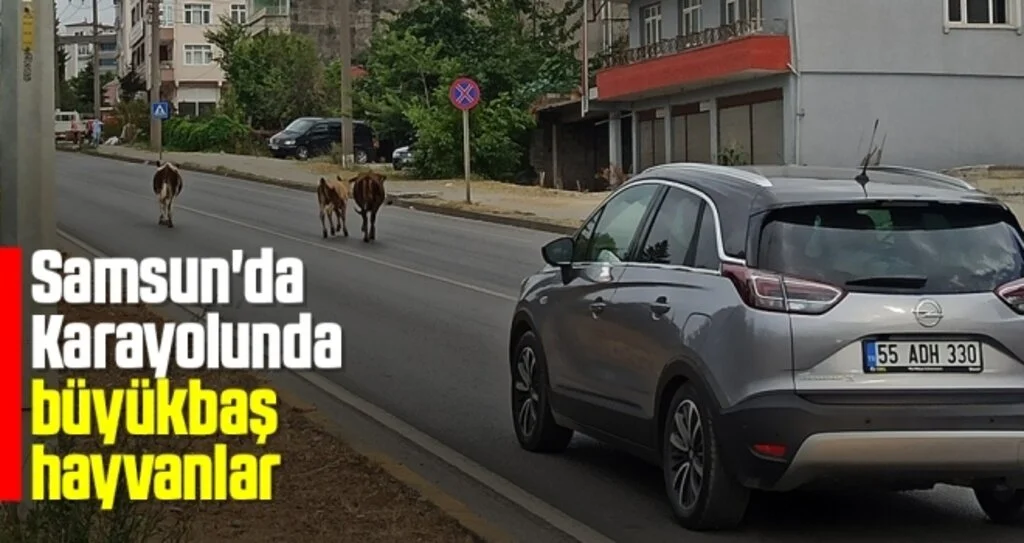 Samsun'da Karayolunda büyükbaş hayvanlar