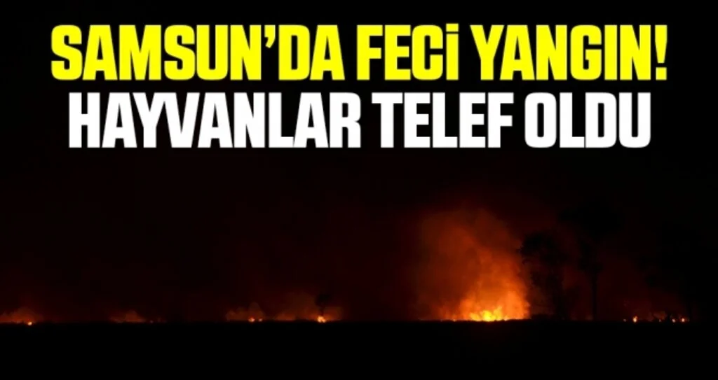 Samsun’da sazlık yangını! Hayvanlar Telef Oldu