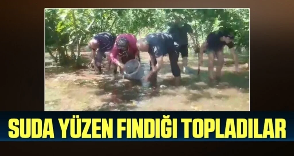 Samsun'da Suda Yüzen Fındığı Topladılar