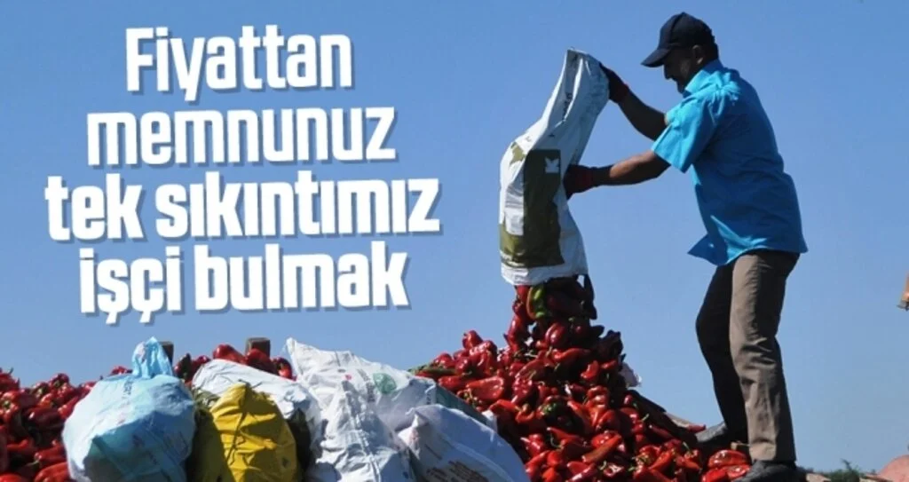 Samsun'da Üretici Fiyattan Memnun İşçi Bulamıyor