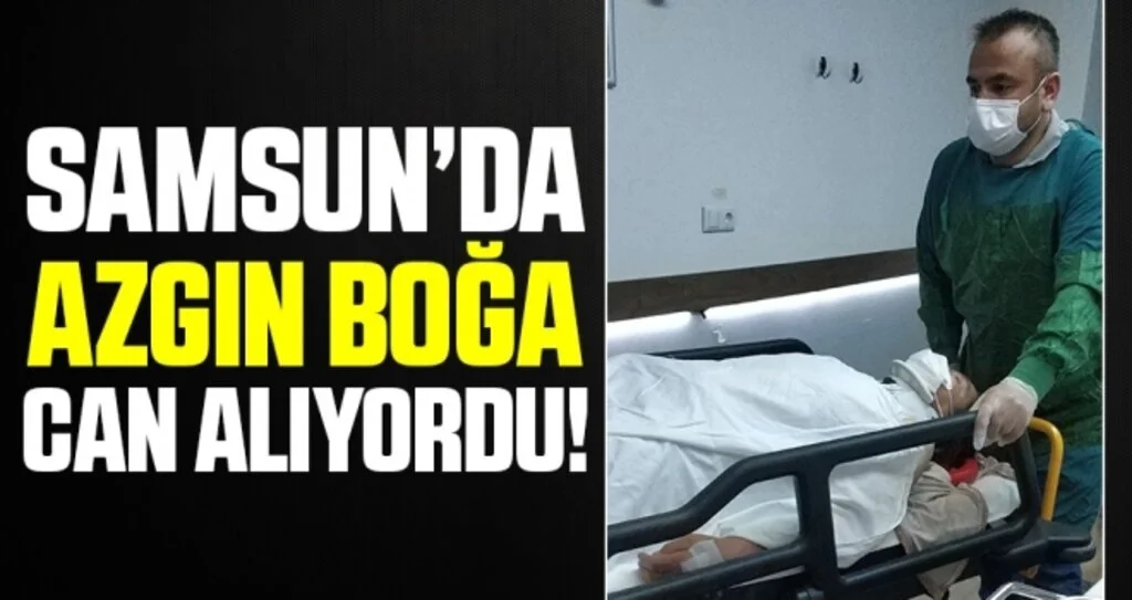 Samsun'da Zincirinden kurtulan boğa sahibini hastanelik etti