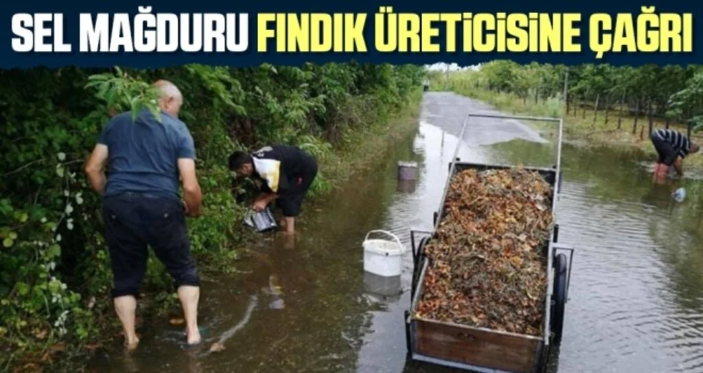 Sel Mağduru Fındık Üreticisine Çağrı