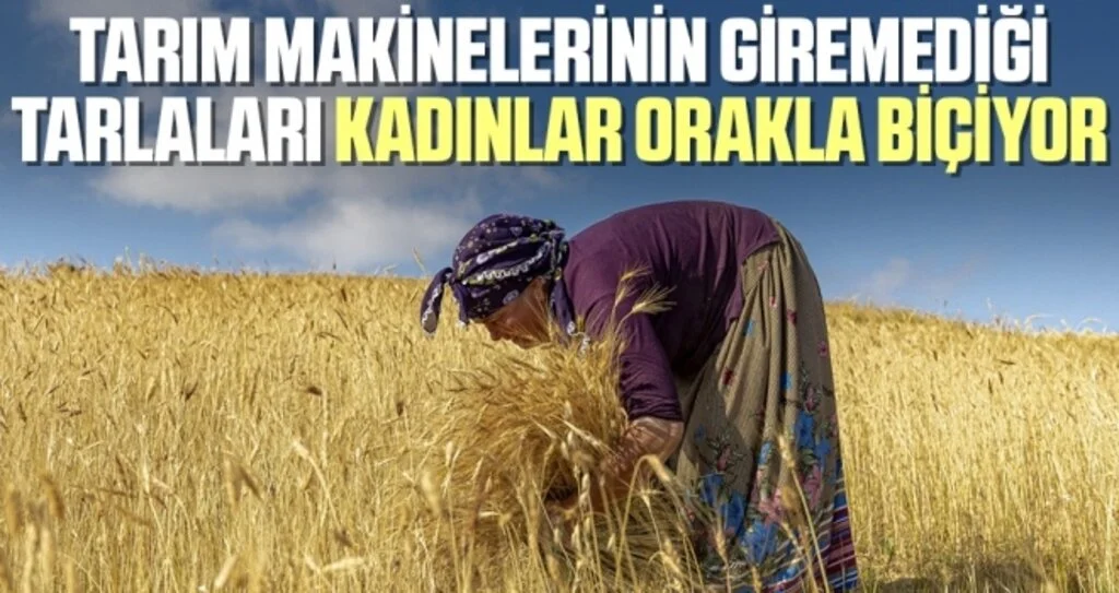 Tarım makinelerinin giremediği tarlaları kadınlar orakla biçiyor