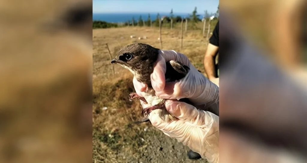 Tedavisi tamamlanan ebabil kuşu doğaya salındı