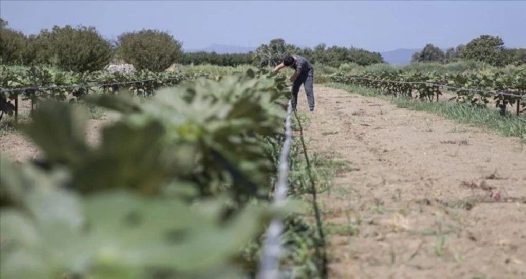 Telle 'terbiye' ettiği incirde alandan 10 kat tasarruf sağladı