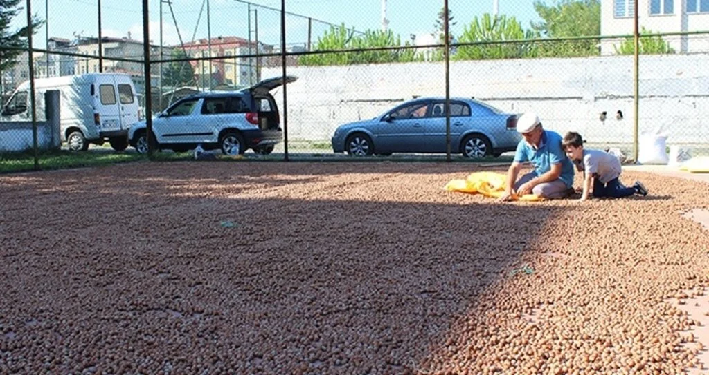 Üreticinin fındık kurutma mücadelesi