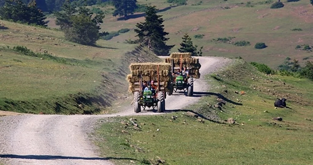 Uzunkız Yaylası'nda çam ormanlarının arasında doğa tatili imkanı