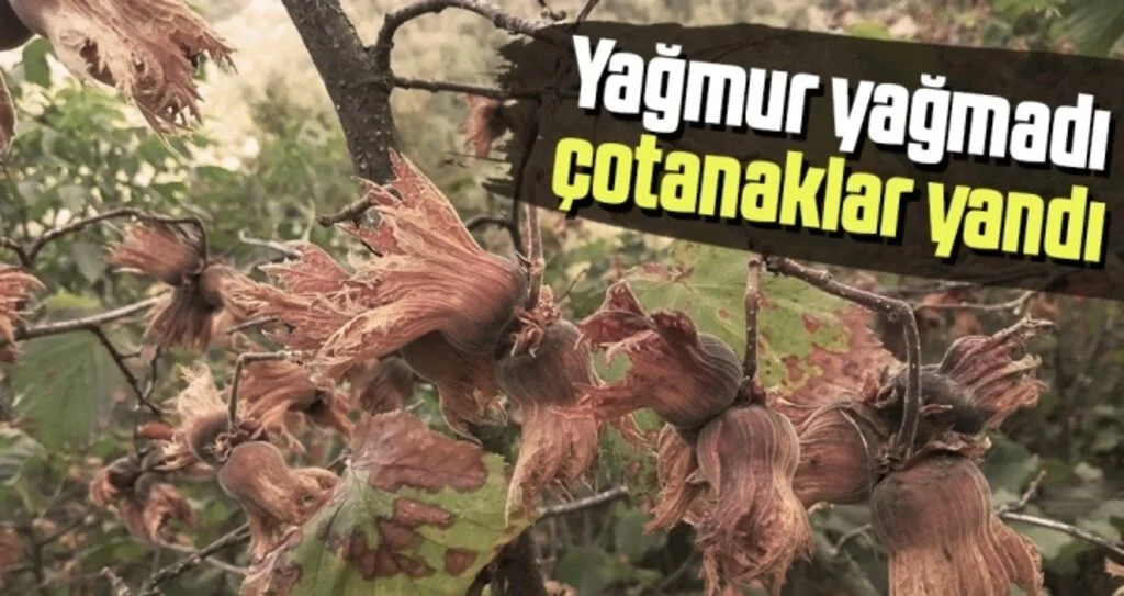 Yağmur yağmadı çotanaklar yandı