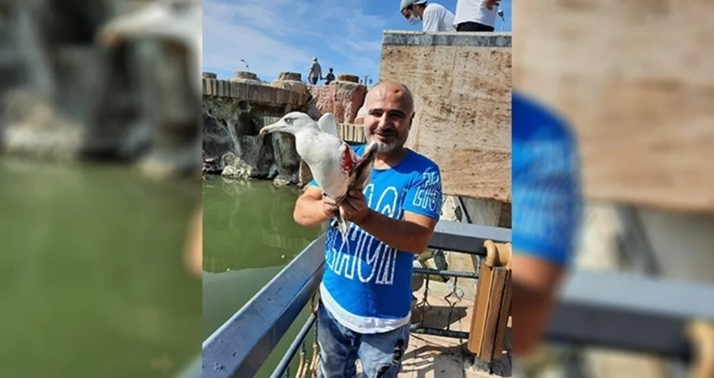 Yaralı martıyı tedavi ettirip doğaya bıraktı