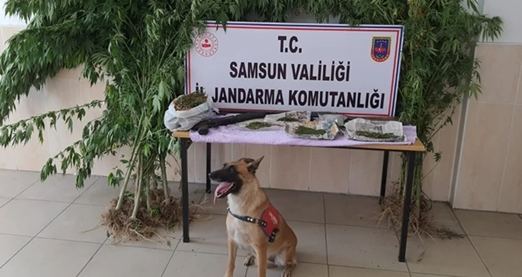 Alacam'da uyuşturucu operasyonu