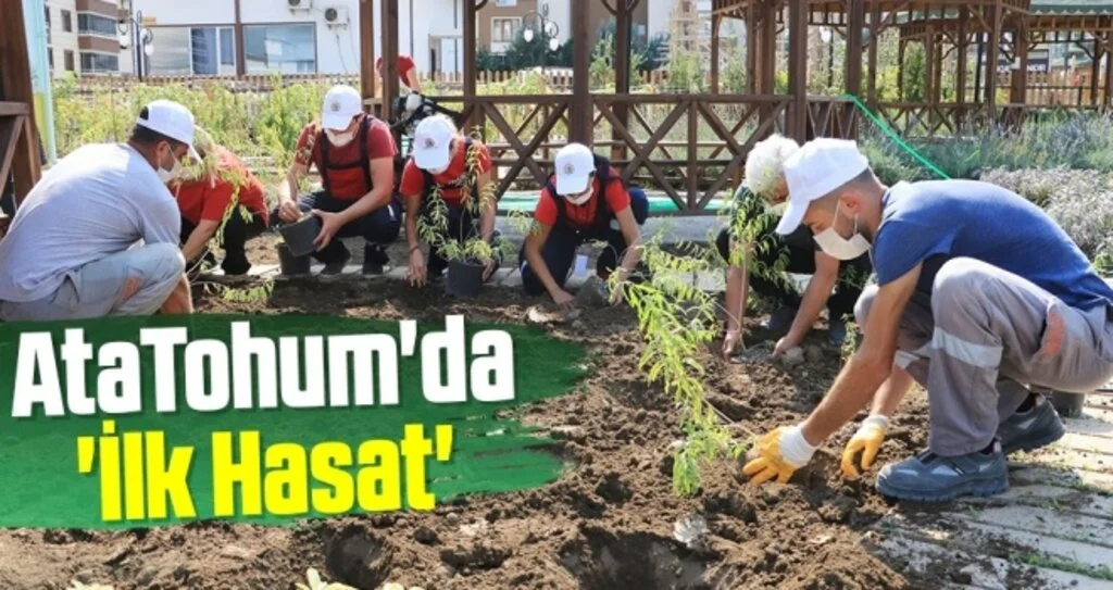 Atakum'da AtaTohum'da 'İlk Hasat'