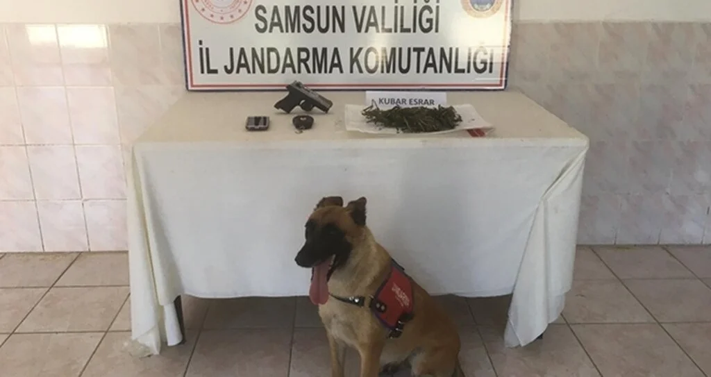 Bafra'da jandarma uyuşturucuya geçit vermiyor