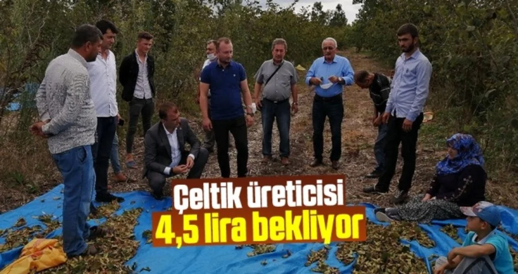 Çeltik üreticisi 4,5 lira bekliyor