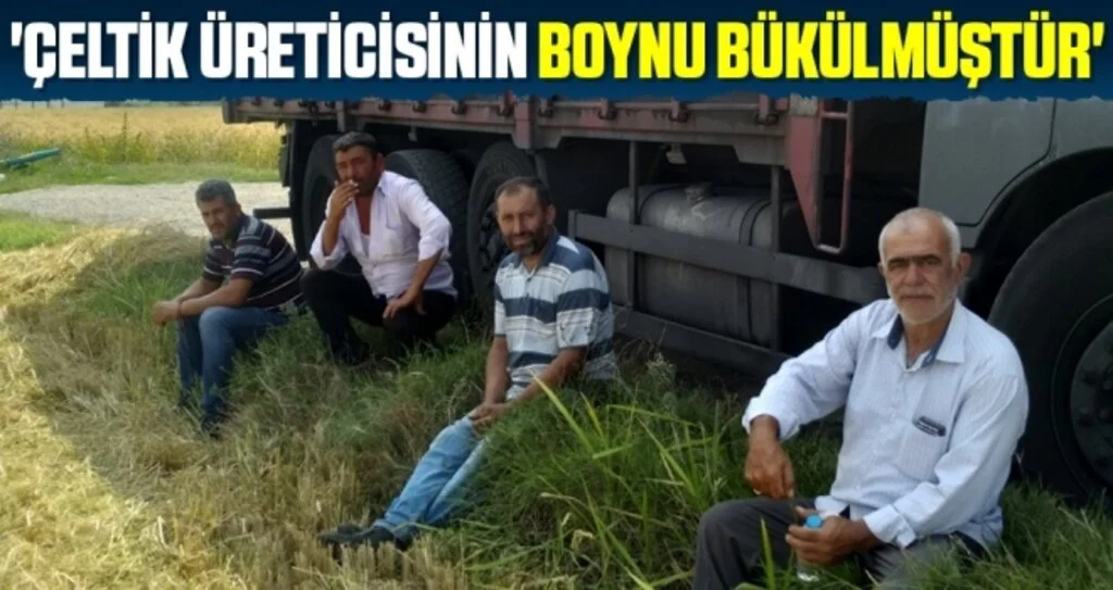 'Çeltik üreticisinin boynu bükülmüştür'