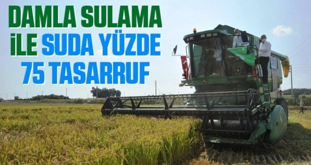 Damlama sulama yöntemi ile yetiştirilen çeltiğin hasadı yapıldı