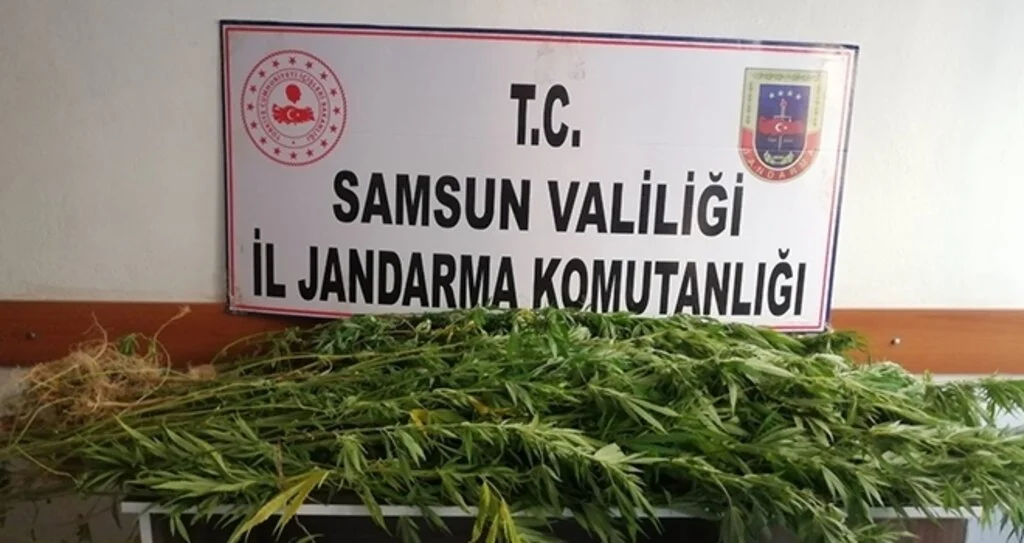 Jandarmadan kenevir operasyonu