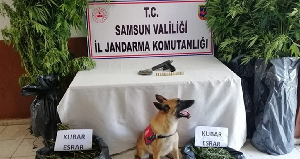 Jandarmadan kenevir ve esrar baskını
