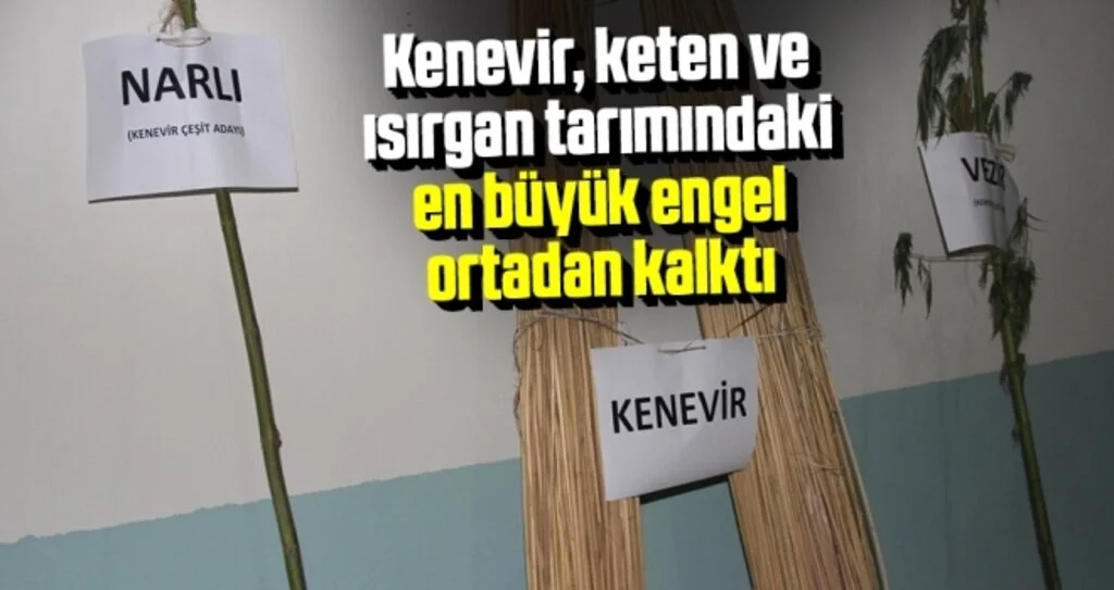 Kenevir, keten ve ısırgan tarımındaki en büyük engel ortadan kalktı