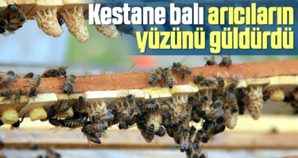Kestane balı arıcıların yüzünü güldürdü
