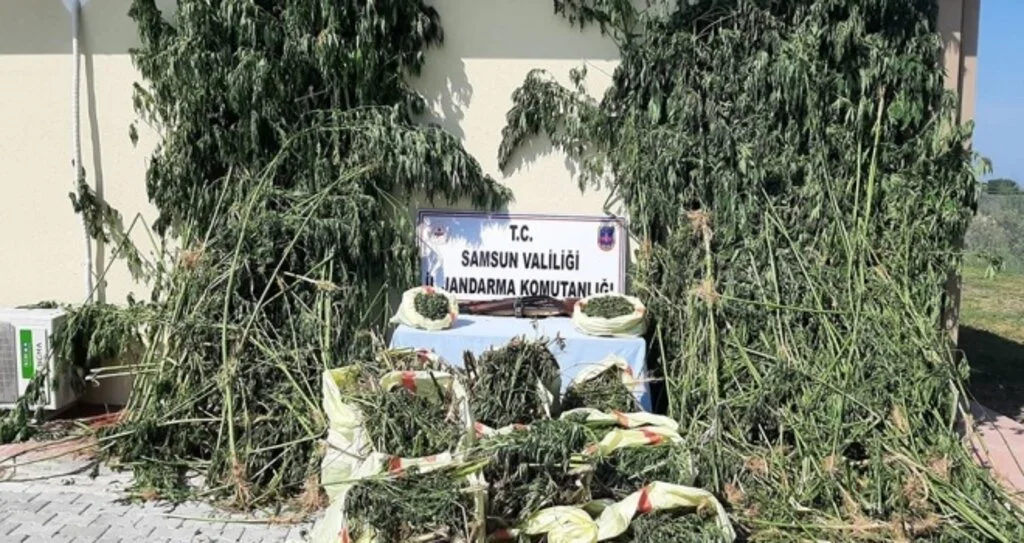 Samsun’da 81 kilo esrar ve 2 bin 600 kök kenevir ele geçirildi