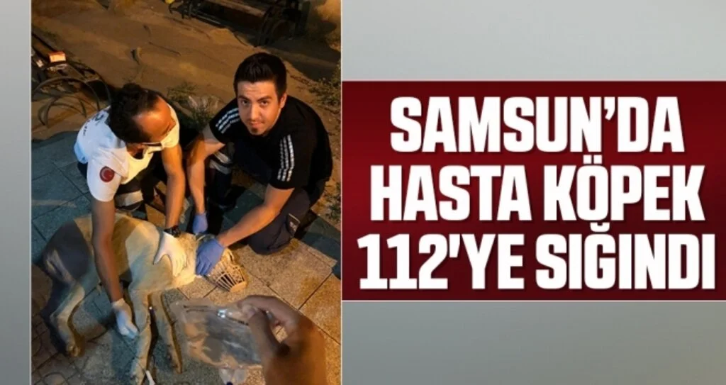 Samsun'da Hasta köpek 112'ye sığındı