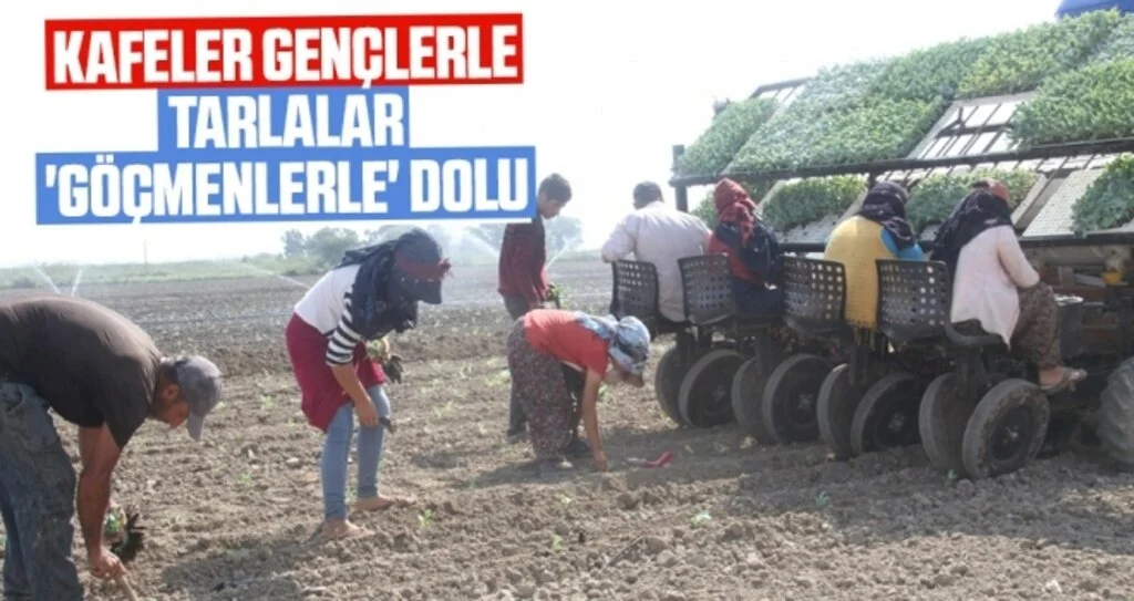 Samsun'da Kafeler gençlerle dolu tarlalar 'göçmenlerle'
