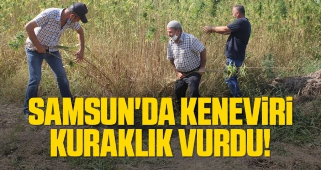 Samsun'da Keneviri Kuraklık Vurdu!