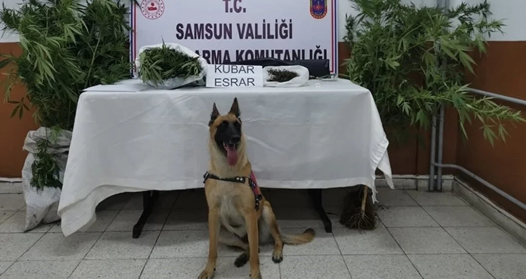 Samsun'da Ozon iş başında