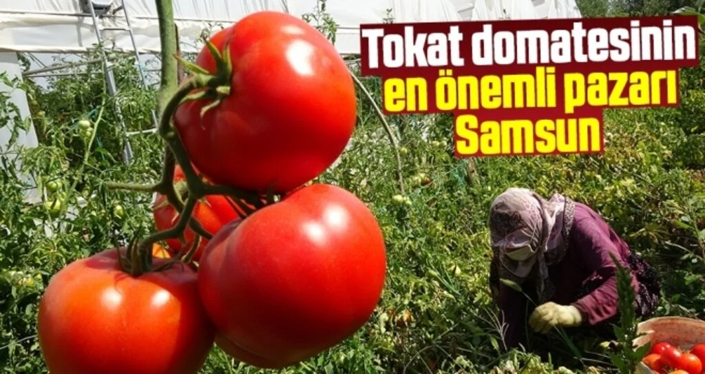 Tokat domatesinin en önemli pazarı Samsun 