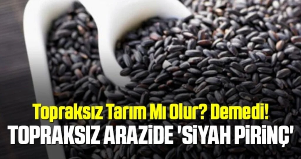 Topraksız arazide 'siyah pirinç' üretti