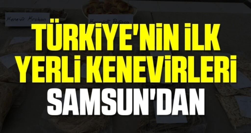 Türkiye'nin İlk Yerli Kenevirleri Samsun'dan
