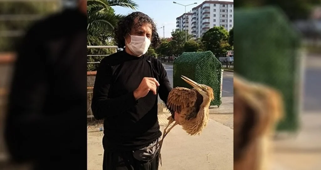 Yaralı balıkçıl kuşuna sahip çıktılar