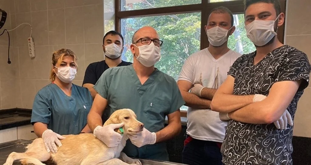 Yaralı köpek 1 ayda tedavi edildi