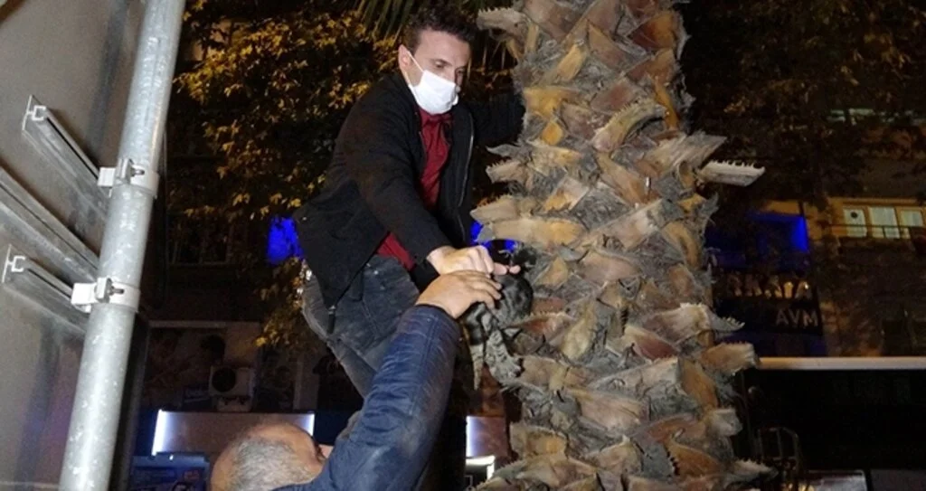 Ağaçta mahsur halan yavru kediyi polis kurtardı