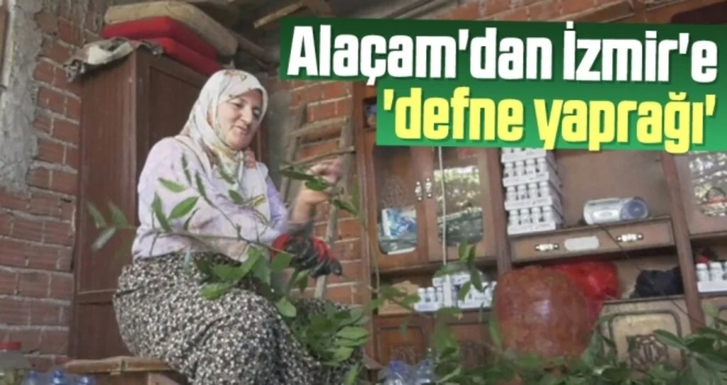 Alaçam'dan İzmir'e 'defne yaprağı'