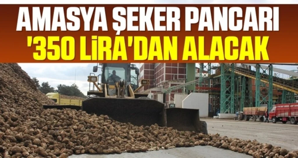 Amasya Şeker pancarı '350 lira'dan alacak