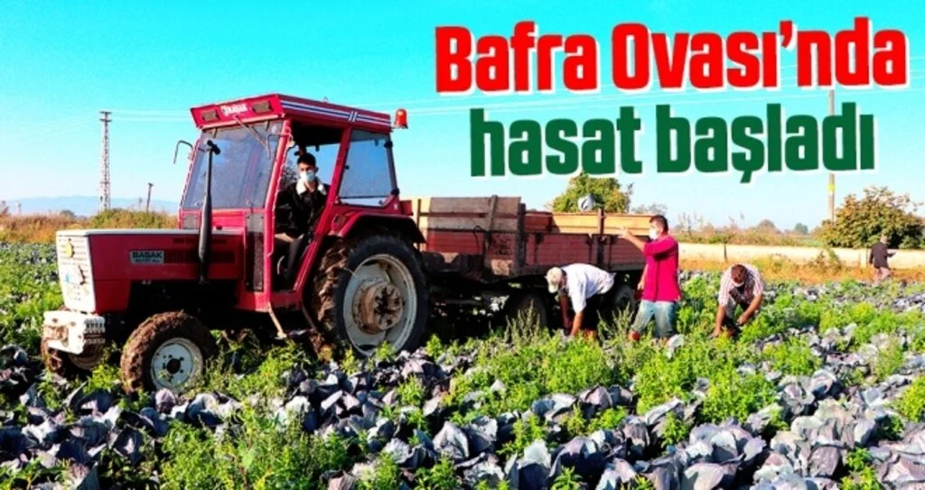 Bafra Ovası’nda lahana hasadı başladı