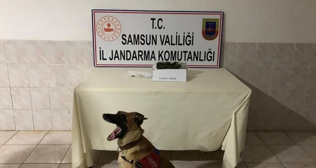 Bafra'da kubar esrar ele geçirildi