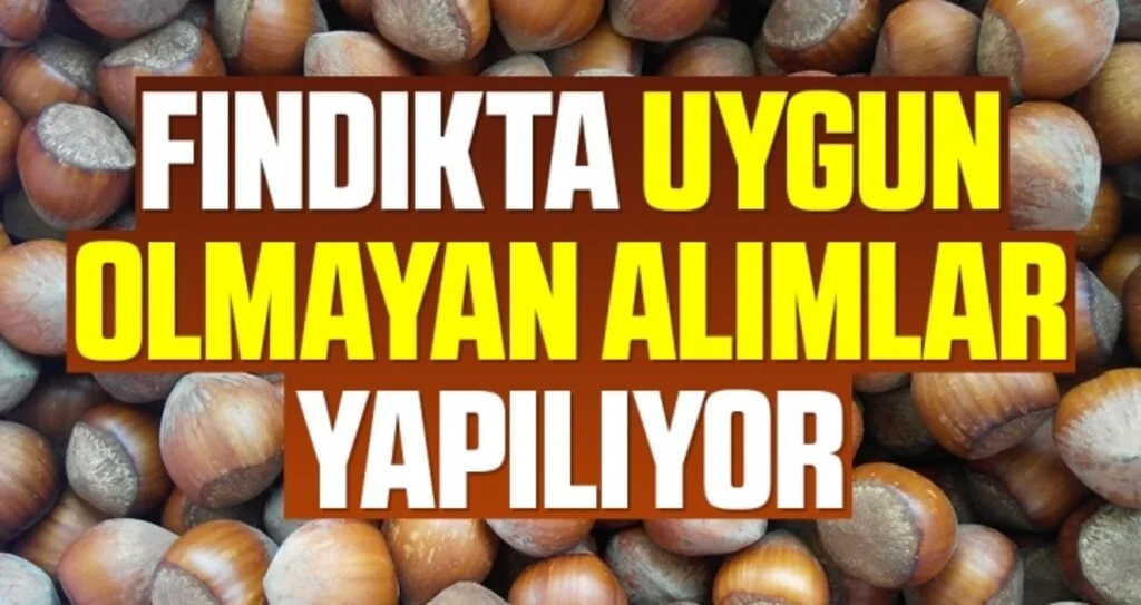 Başkan Yılmaz: Fındıkta mevzuata uygun olmayan alımlar yapılıyor