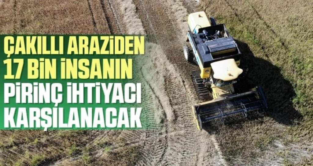 Çakıllı tarlada 160 ton çeltik yetiştirdi