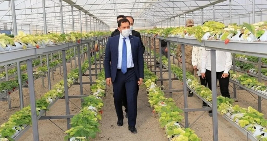 Çilek üreten şehir 'Amasya'