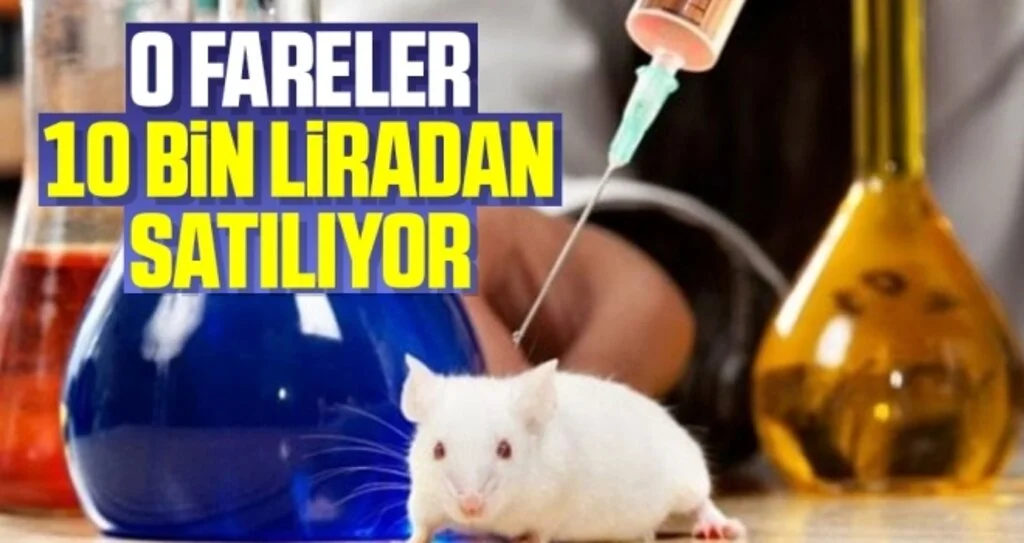 Covid-19 deneylerinde kullanılan bir fare yaklaşık 10 bin TL
