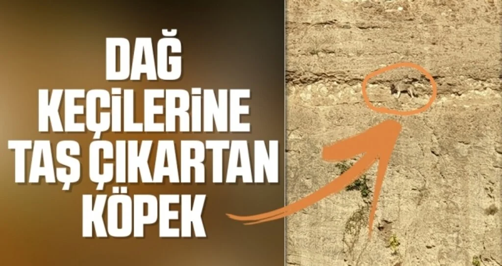 Dağ keçilerine taş çıkartan köpek için kurtarma operasyonu