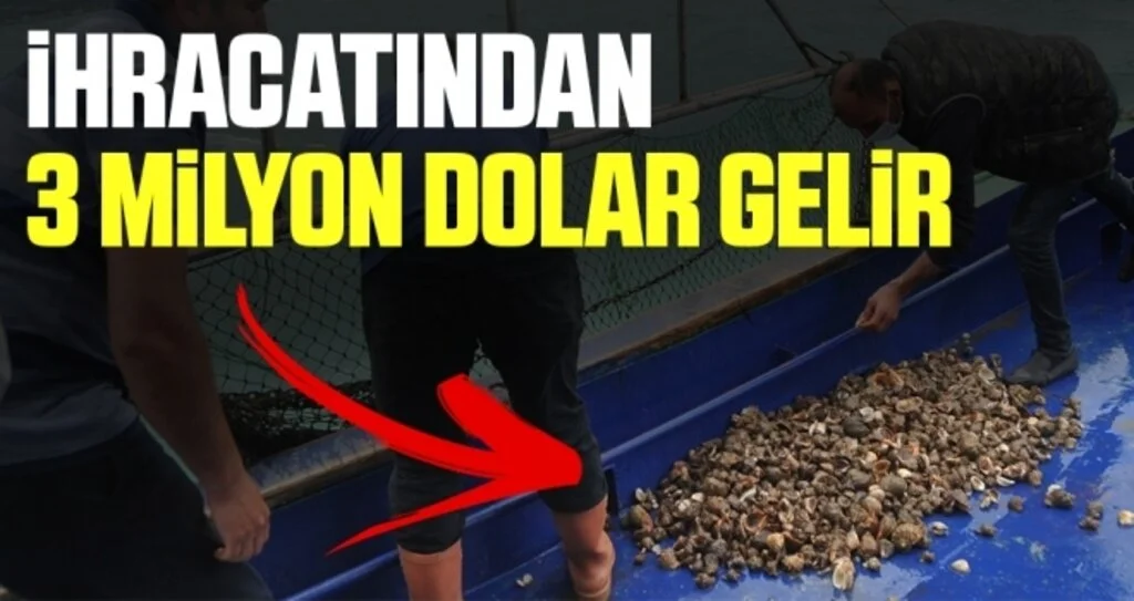 Deniz salyangozu ihracatından 3 milyon dolar gelir