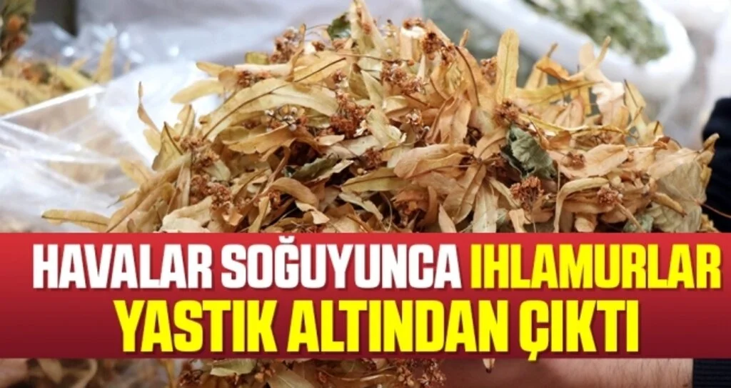 Havalar soğudu, ıhlamurlar piyasaya çıktı