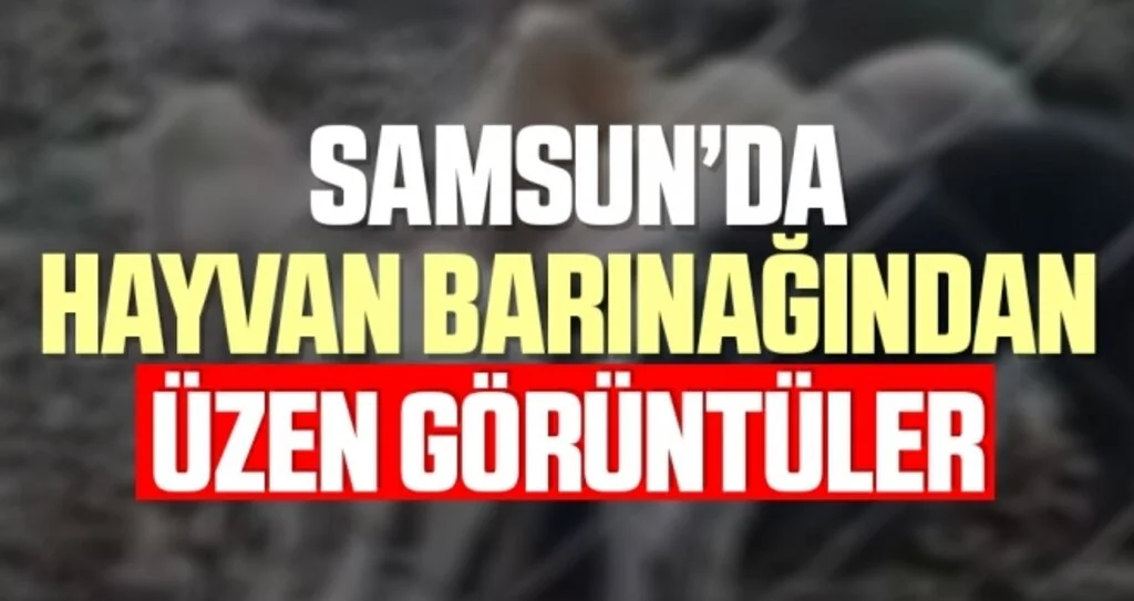 Hayvan Barınağından Üzen Görüntüler