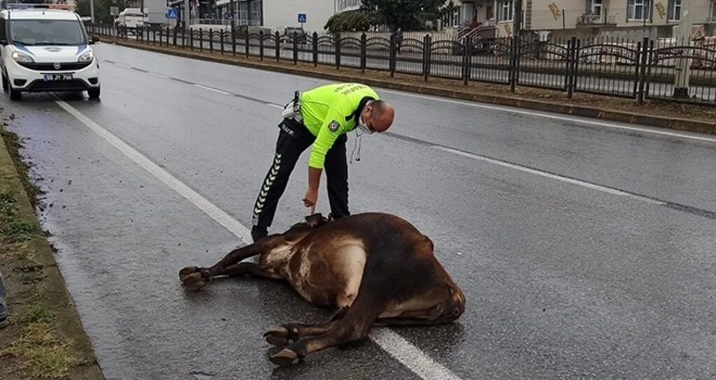 Karayoluna çıkan büyükbaş hayvan kazaya yol açtı